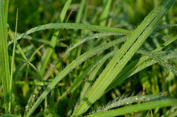 Springtime fresh dew drops glistening on blades of grass