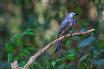 beautiful ashy drongo (Dicrurus leucophaeus)
