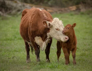 Door stickers Cow Momma Cow and Calf