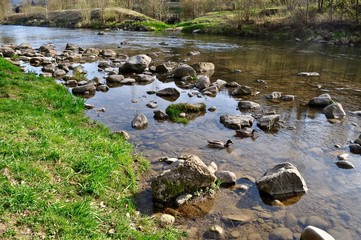 Fototapeta na wymiar Fluss Sihl im Sihlwald in Langnau am Albis, Kanton Zürich, Schweiz