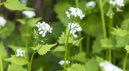 Blossoming wild field flowers