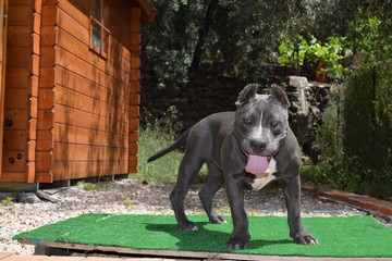 Cucciola American bully