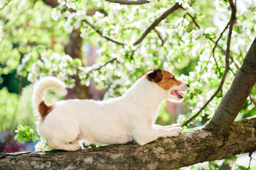 Naklejka na ściany i meble Dog on branch of spring tree with blossom flowers at background