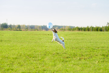 Funny dog playing with blue balloon springs into action at field