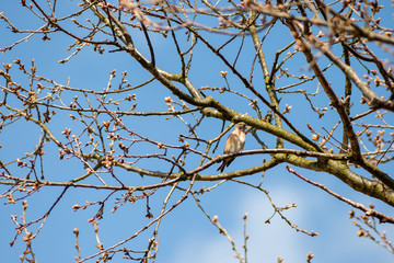 Common Linnet (Carduelis cannabina)