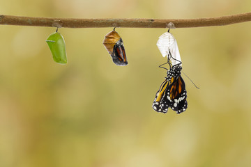 Common tiger butterfly emerging from pupa hanging on twig