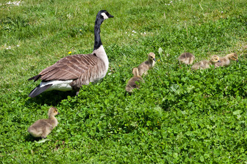 Canada Goose (branta canadensis) and goslings on the banks of th