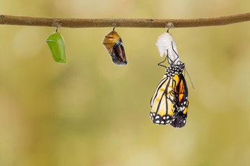 Common tiger butterfly emerging from pupa hanging on twig