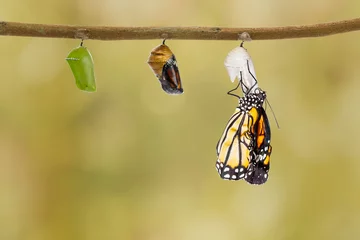 Papier Peint photo Lavable Papillon Common tiger butterfly emerging from pupa hanging on twig