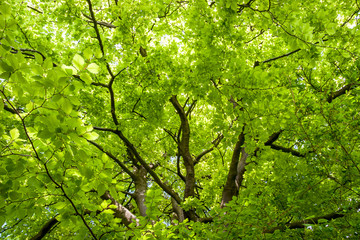 Fototapeta premium Close-up of a Beech (fagaceae) tree in an english garden
