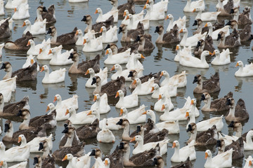 Geese at a farm