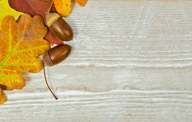 Oak acorns and leaves on the table