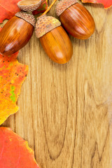 Oak acorns and leaves on the table © afishman64