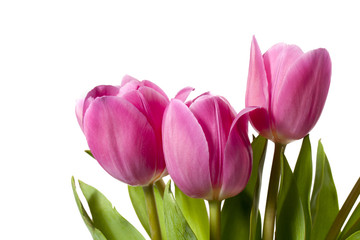 Obraz na płótnie Canvas close-up shot of pink tulips.