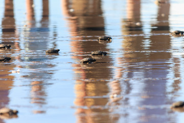Baby Hawksbill sea turtles moving towards the ocean, Brazil