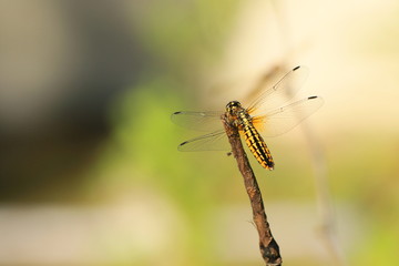 ハラビロトンボ