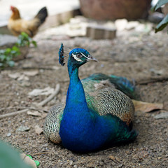 Fototapeta premium peacock sitting on ground