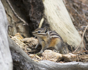 Chipmunk-Colorado