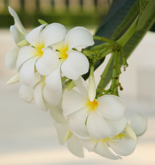 Colorful plumeria flower