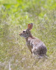 Rabbit-Colorado