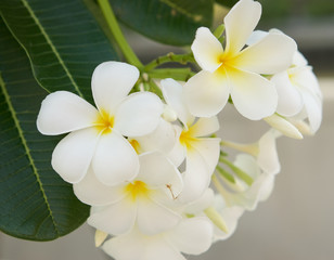 Naklejka na ściany i meble Beautiful white Frangipani cluster