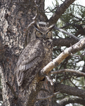 Full body Great Horned Owl