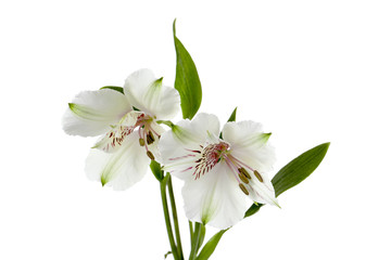 Obraz na płótnie Canvas white flowers with green leaves