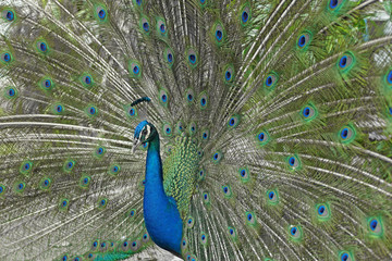Fototapeta premium peacock with feathers out