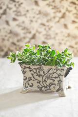 Decorative use of fresh cut green foliage and ceramic vase.
