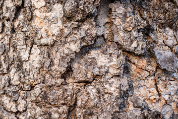 Bark of tree