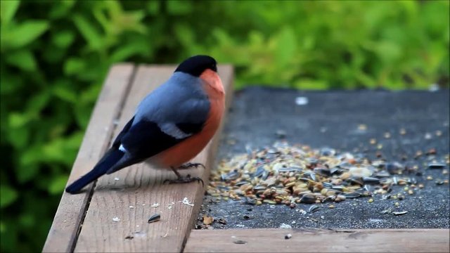 bird bullfinch Pyrrhula pyrrhula
