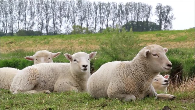 little white lambs lying on dike
