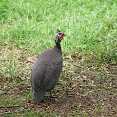 plymouth rock or wyandotte