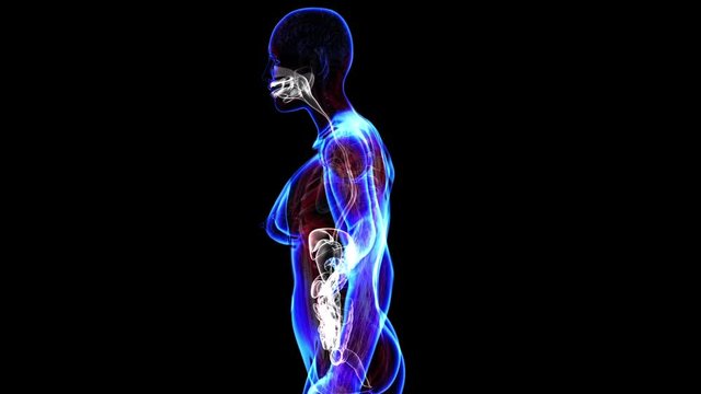 All human body systems. Female digestive system highlight. Loop
