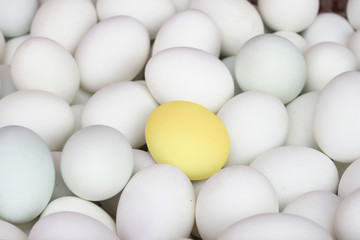 Business concept background with a golden egg outstanding from normal eggs.