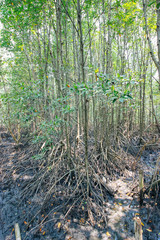 Tung Prong Thong 24 March 2016 : 