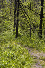 Fototapeta na wymiar Hiking along some State Park Trails