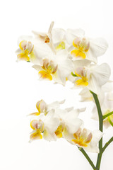 soft yellow orchids