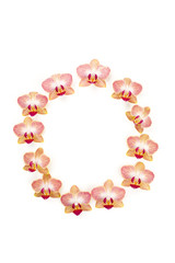 Obraz premium letter o in orchids
