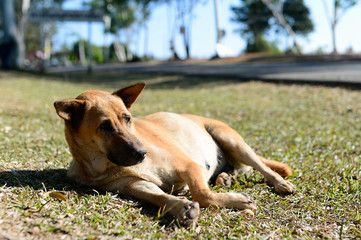 Dog sunbathing