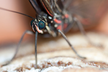 Blue Morpho Butterfly ( morpho peleides) feeding on some rotting