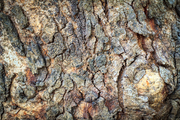 Tree bark texture. Bark pattern. Texture of wood background.