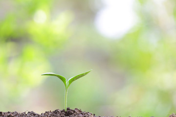 Growing plant