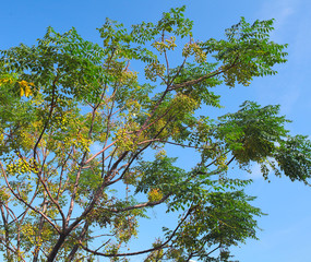 Olive tree on blue sky background