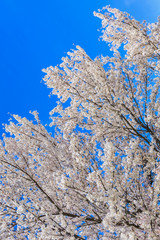 Cherry Blossom, Sakura season in Japan.