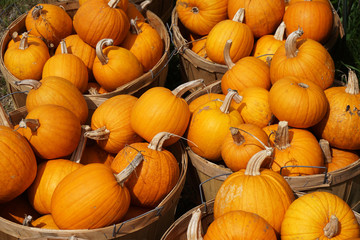 pumpkin background