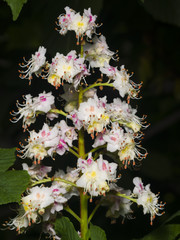 Blooming Horse chestnut, Aesculus hippocastanum, flowers cluster on dark background close-up, selective focus, shallow DOF