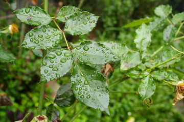 Rose Leaf Rain Drops