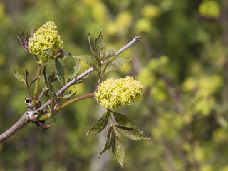 Flowers and leaves of blossoming red elderberry, Sambucus Racenosa, on branch with bokeh background macro, selective focus, shallow DOF