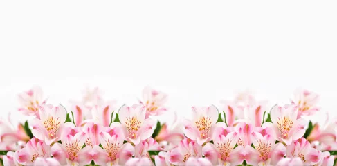 Abwaschbare Fototapete Blumen Pink flowers on white background with copy space.